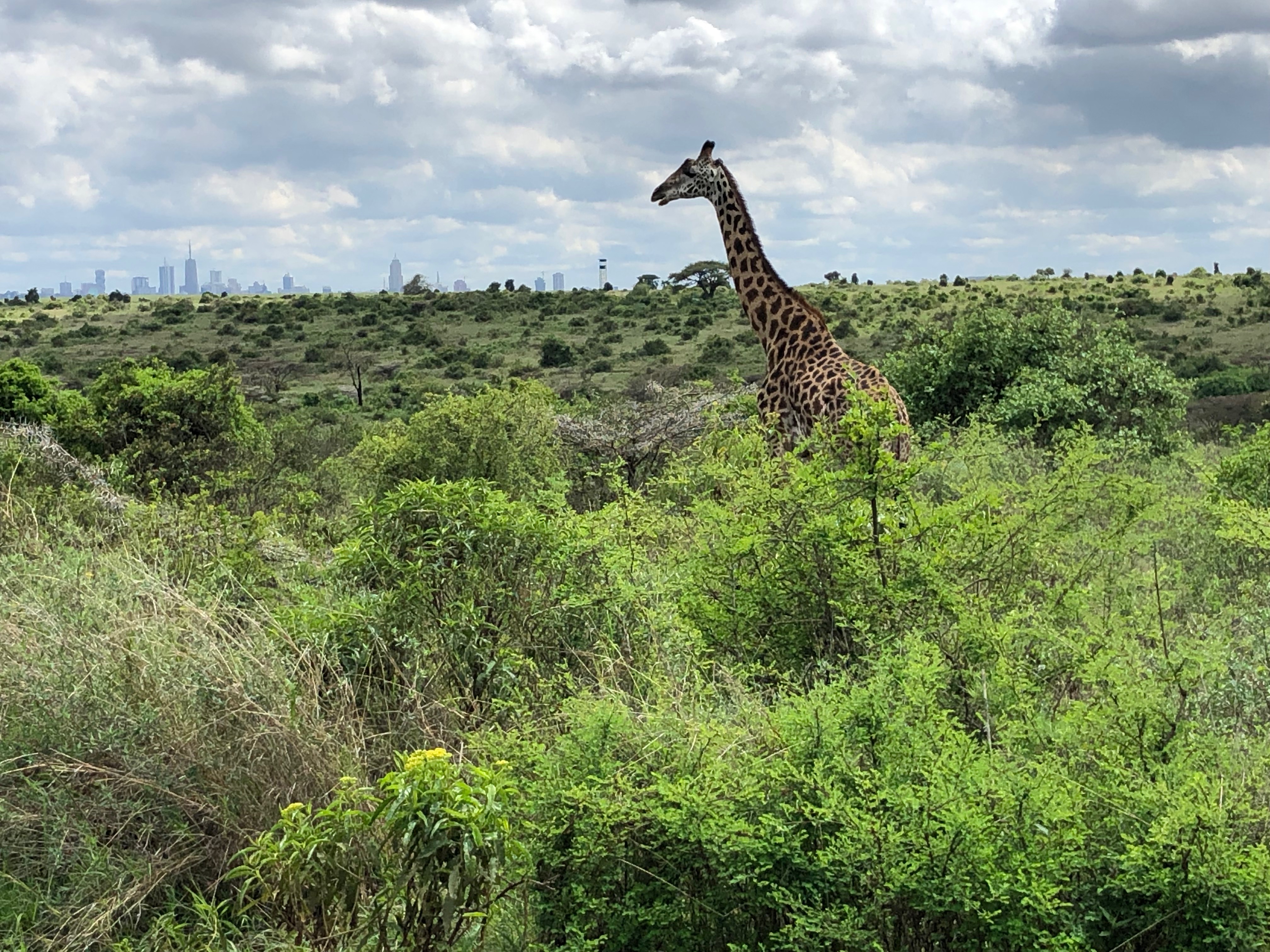 Blog – René – VEI – Afrika